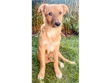 VEIT, Hund, Mischlingshund in Erlangen - Bild 3