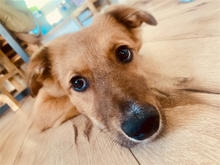 VEIT, Hund, Mischlingshund in Erlangen - Bild 4