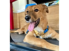 VEIT, Hund, Mischlingshund in Erlangen - Bild 6