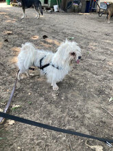 SAMUEL, Hund, Mischlingshund in Rumänien - Bild 2