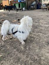 SAMUEL, Hund, Mischlingshund in Rumänien - Bild 3