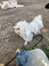 SAMUEL, Hund, Mischlingshund in Rumänien - Bild 4
