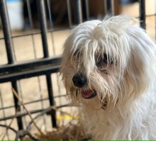 SAMUEL, Hund, Mischlingshund in Kerpen
