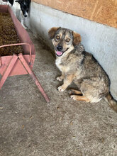 PINO, Hund, Mischlingshund in Rumänien - Bild 2