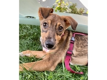 AVANTI, Hund, Mischlingshund in Erlangen - Bild 1