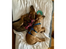 AVANTI, Hund, Mischlingshund in Erlangen - Bild 10