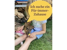 AVANTI, Hund, Mischlingshund in Erlangen - Bild 2
