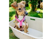AVANTI, Hund, Mischlingshund in Erlangen - Bild 4