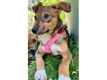 AVANTI, Hund, Mischlingshund in Erlangen - Bild 5