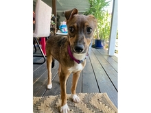 AVANTI, Hund, Mischlingshund in Erlangen - Bild 6