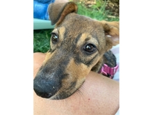 AVANTI, Hund, Mischlingshund in Erlangen - Bild 7