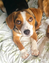 ELSA, Hund, Mischlingshund in Italien - Bild 1