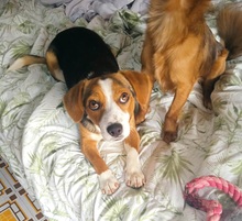 ELSA, Hund, Mischlingshund in Italien - Bild 2