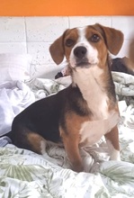 ELSA, Hund, Mischlingshund in Italien - Bild 3