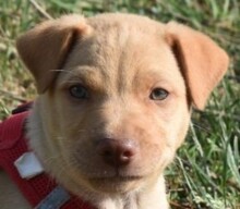 ROLF, Hund, Mischlingshund in Ungarn - Bild 1