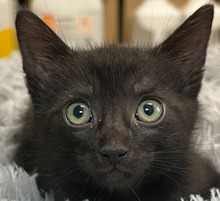 LOKI, Katze, Hauskatze in Ungarn - Bild 1