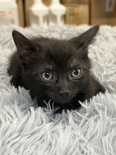 LOKI, Katze, Hauskatze in Ungarn - Bild 2