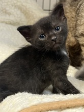 LOKI, Katze, Hauskatze in Ungarn - Bild 3