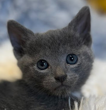 ELVIS, Katze, Hauskatze in Ungarn - Bild 1
