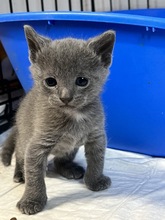 ELVIS, Katze, Hauskatze in Ungarn - Bild 3