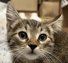 ELVIN, Katze, Hauskatze in Ungarn - Bild 1