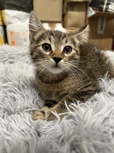 ELVIN, Katze, Hauskatze in Ungarn - Bild 2