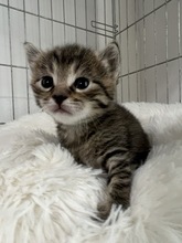 ELVIN, Katze, Hauskatze in Ungarn - Bild 3
