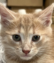 DANTE, Katze, Hauskatze in Ungarn - Bild 1