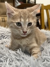 DANTE, Katze, Hauskatze in Ungarn - Bild 2