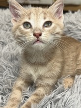 DANTE, Katze, Hauskatze in Ungarn - Bild 3