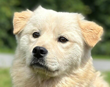 CINDY, Hund, Samojede-Mischling in Kroatien - Bild 1