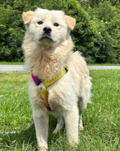 CINDY, Hund, Samojede-Mischling in Kroatien - Bild 2