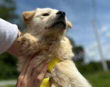 CINDY, Hund, Samojede-Mischling in Kroatien - Bild 3