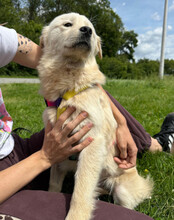 CINDY, Hund, Samojede-Mischling in Kroatien - Bild 4