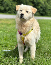 CINDY, Hund, Samojede-Mischling in Kroatien - Bild 5