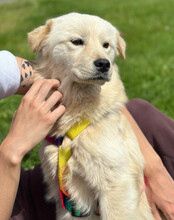 CINDY, Hund, Samojede-Mischling in Kroatien - Bild 6