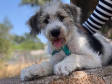 ZOE, Hund, Mischlingshund in Italien - Bild 2