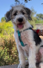 ZOE, Hund, Mischlingshund in Italien - Bild 3