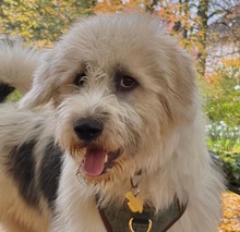 ZOE, Hund, Mischlingshund in Herford