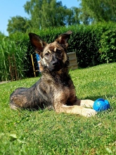 JOHNNY, Hund, Mischlingshund in Schmiechen - Bild 1