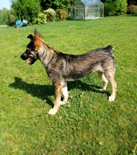 JOHNNY, Hund, Mischlingshund in Schmiechen - Bild 3