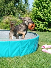 JOHNNY, Hund, Mischlingshund in Schmiechen - Bild 4