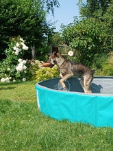 JOHNNY, Hund, Mischlingshund in Schmiechen - Bild 5