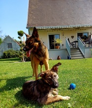 JOHNNY, Hund, Mischlingshund in Schmiechen - Bild 6