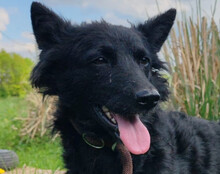 KAJA, Hund, Mischlingshund in Kroatien - Bild 1