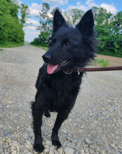 KAJA, Hund, Mischlingshund in Kroatien - Bild 2