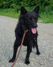 KAJA, Hund, Mischlingshund in Kroatien - Bild 3