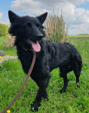 KAJA, Hund, Mischlingshund in Kroatien - Bild 4