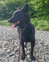 KAJA, Hund, Mischlingshund in Kroatien - Bild 5