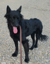 KAJA, Hund, Mischlingshund in Kroatien - Bild 6